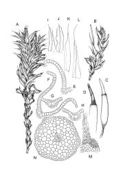Pseudocrossidium.  A–N:  P. crinitum. A, habit, moist. B, detail of perichaetial leaves and base of seta, moist. C, capsule with operculum. D, capsule with peristome. E–H, leaf and costa cross-sections. I–J, stem leaves. K–L, perichaetial leaves. M, leaf apex, papillae partially omitted. N, stem cross-section. A, E–J, M–N drawn from W. Malcolm 1288, AK 319857; B–D, K–L drawn from Australian material H.V. Ratkowsky H 104, HO 303000.
 Image: R.D. Seppelt © R.D. Seppelt All rights reserved